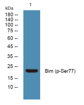 Bim (Phospho-Ser77) Colorimetric Cell-Based ELISA Kit