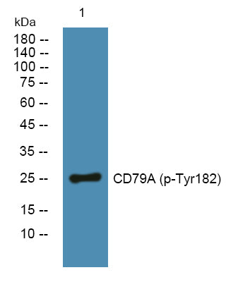 CD79A (Phospho-Tyr182) Colorimetric Cell-Based ELISA Kit