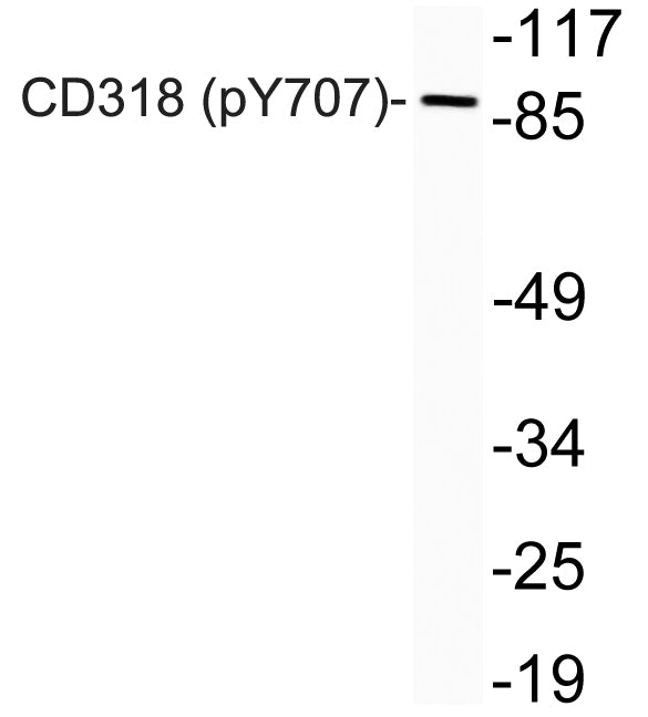 CD318 (Phospho-Tyr707) Colorimetric Cell-Based ELISA Kit