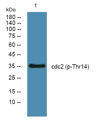 cdc2 (Phospho-Thr14) Colorimetric Cell-Based ELISA Kit