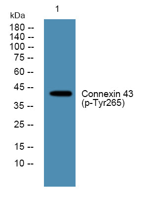 Connexin 43 (Phospho-Tyr265) Colorimetric Cell-Based ELISA Kit