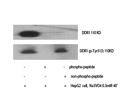 DDR1 (Phospho-Tyr513) Colorimetric Cell-Based ELISA Kit