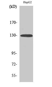 EphA2 (Phospho-Tyr588) Colorimetric Cell-Based ELISA Kit