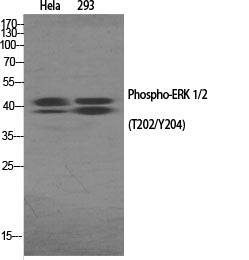 ERK 1/2 (Phospho-Thr202/Y204) Colorimetric Cell-Based ELISA Kit