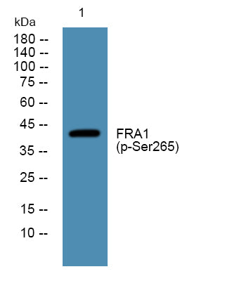 FRA1 (Phospho-Ser265) Colorimetric Cell-Based ELISA Kit