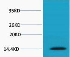 Histone H2A.X (Phospho-Ser139) Colorimetric Cell-Based ELISA Kit