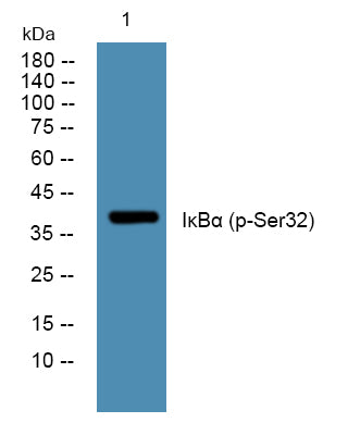 IκBalpha (Phospho-Ser32) Colorimetric Cell-Based ELISA Kit