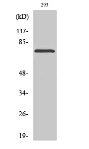 LIMK-2 (Phospho-Thr505) Colorimetric Cell-Based ELISA Kit