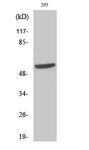 Shb (Phospho-Tyr246) Colorimetric Cell-Based ELISA Kit