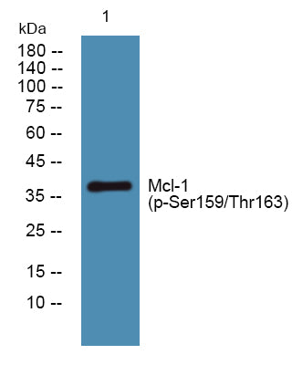 Mcl-1 (Phospho-Ser159/Thr163) Colorimetric Cell-Based ELISA Kit