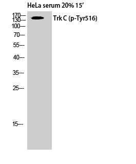 Trk C (Phospho-Tyr516) Colorimetric Cell-Based ELISA Kit