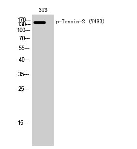 Tensin-2 (Phospho-Tyr483) Colorimetric Cell-Based ELISA Kit
