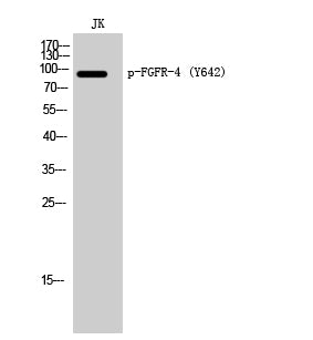 FGFR-4 (Phospho-Tyr642) Colorimetric Cell-Based ELISA Kit