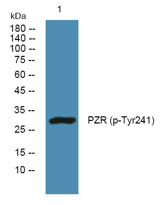 PZR (Phospho-Tyr241) Colorimetric Cell-Based ELISA Kit