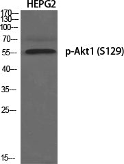 Akt1 (Phospho-Ser129) Colorimetric Cell-Based ELISA Kit