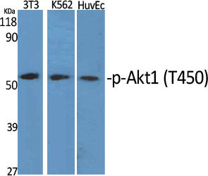Akt1 (Phospho-Thr450) Colorimetric Cell-Based ELISA Kit