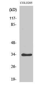 Cdk2/Cdc2 (Phospho-Thr160) Colorimetric Cell-Based ELISA Kit