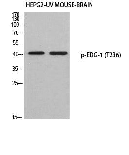 EDG-1 (Phospho-Thr236) Colorimetric Cell-Based ELISA Kit