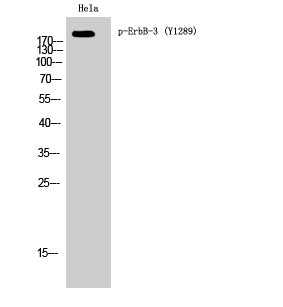 ErbB-3 (Phospho-Tyr1289) Colorimetric Cell-Based ELISA Kit
