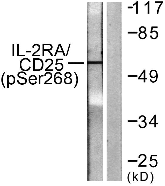 IL-2Ralpha (Phospho-Ser268) Colorimetric Cell-Based ELISA Kit