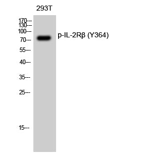 IL-2Rbeta (Phospho-Tyr364) Colorimetric Cell-Based ELISA Kit