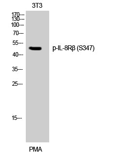 IL-8Rbeta (Phospho-Ser347) Colorimetric Cell-Based ELISA Kit