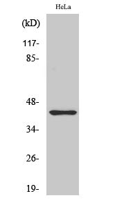 Jun B (Phospho-Ser259) Colorimetric Cell-Based ELISA Kit