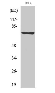 LIMK-1/2 (Phospho-Thr508/505) Colorimetric Cell-Based ELISA Kit