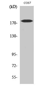 Neu (Phospho-Tyr1221/Y1222) Colorimetric Cell-Based ELISA Kit