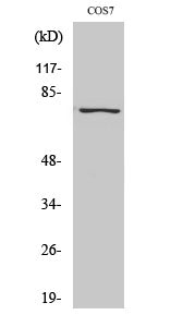 NFκB-p65 (Phospho-Ser529) Colorimetric Cell-Based ELISA Kit
