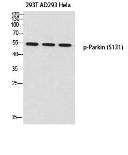 Parkin (Phospho-Ser131) Colorimetric Cell-Based ELISA Kit