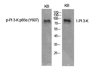 PI 3-kinase p85alpha (Phospho-Tyr607) Colorimetric Cell-Based ELISA Kit
