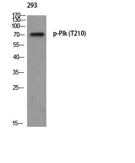 Plk (Phospho-Thr210) Colorimetric Cell-Based ELISA Kit