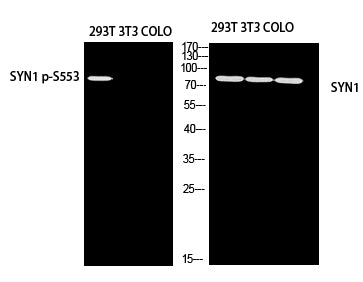Synapsin-1 (Phospho-Ser553) Colorimetric Cell-Based ELISA Kit