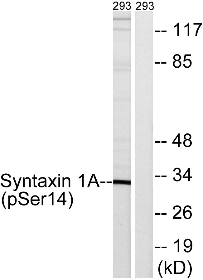 Syntaxin 1 (Phospho-Ser14) Colorimetric Cell-Based ELISA Kit