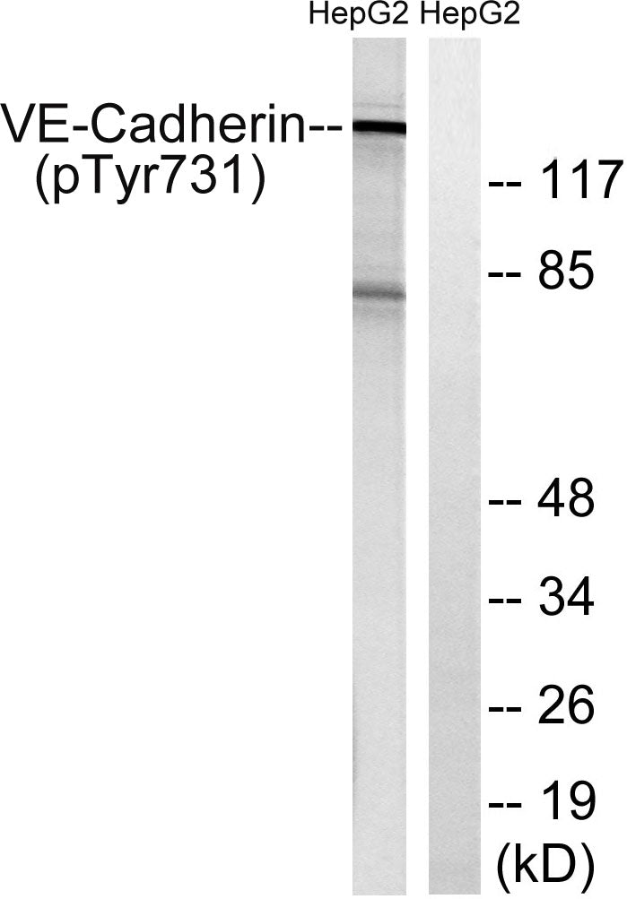 VE-Cadherin (Phospho-Tyr731) Colorimetric Cell-Based ELISA Kit
