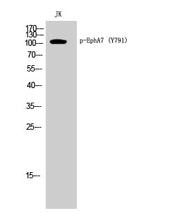 EphA7 (Phospho-Tyr791) Colorimetric Cell-Based ELISA Kit