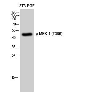 MEK-1 (Phospho-Thr386) Colorimetric Cell-Based ELISA Kit