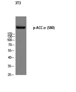 ACCalpha (Phospho-Ser80) Colorimetric Cell-Based ELISA Kit