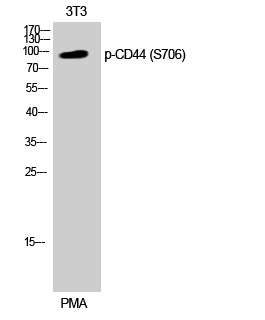 CD44 (Phospho-Ser706) Colorimetric Cell-Based ELISA Kit