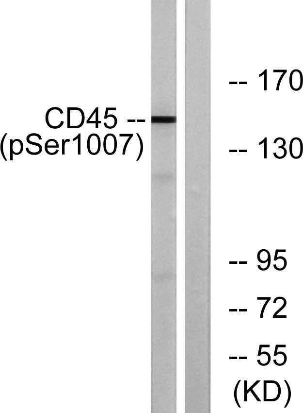 CD45 (Phospho-Ser1007) Colorimetric Cell-Based ELISA Kit