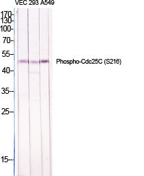 Cdc25C (Phospho-Ser216) Colorimetric Cell-Based ELISA Kit