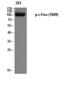 c-Fms (Phospho-Tyr809) Colorimetric Cell-Based ELISA Kit