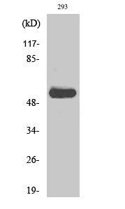 c-Src (Phospho-Tyr419) Colorimetric Cell-Based ELISA Kit