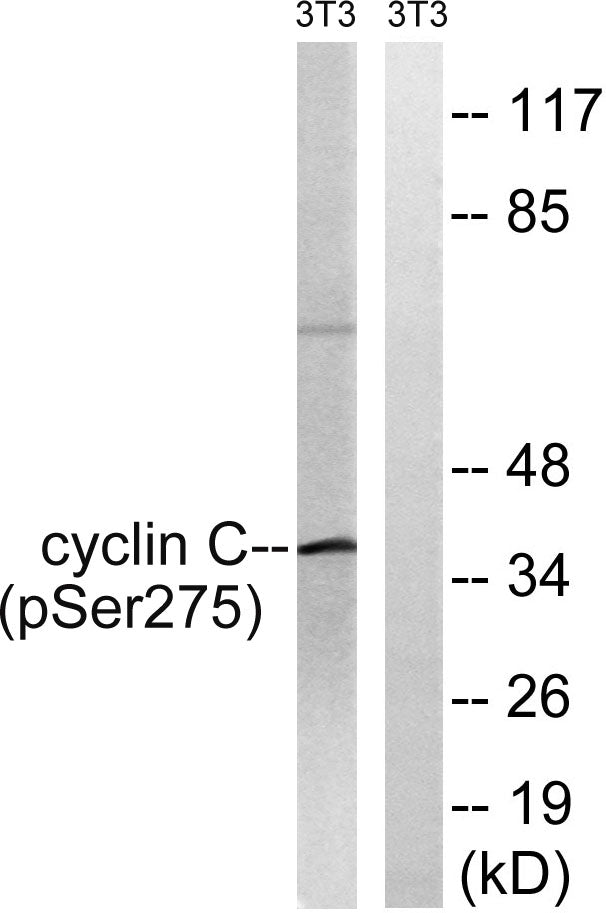 Cyclin C (Phospho-Ser275) Colorimetric Cell-Based ELISA Kit