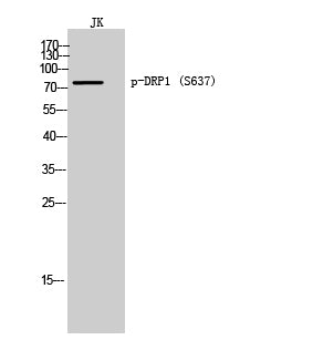 DRP1 (Phospho-Ser637) Colorimetric Cell-Based ELISA Kit