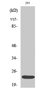 eIF4E (Phospho-Ser209) Colorimetric Cell-Based ELISA Kit