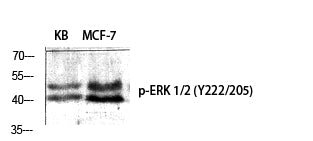 ERK 1/2 (Phospho-Tyr222/205) Colorimetric Cell-Based ELISA Kit