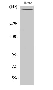 Filamin 1 (Phospho-Ser2152) Colorimetric Cell-Based ELISA Kit