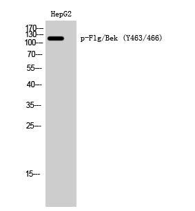Flg/Bek (Phospho-Tyr463/466) Colorimetric Cell-Based ELISA Kit